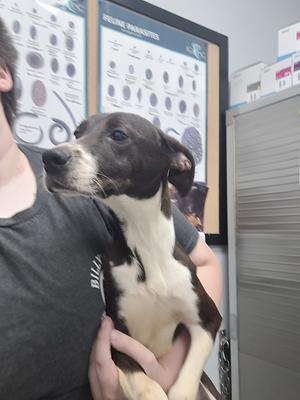 A black and white dog being held by a person in a veterinary clinic.