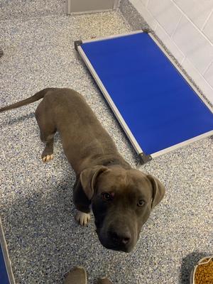 Hulk, All American Mix, senior, available for adoption