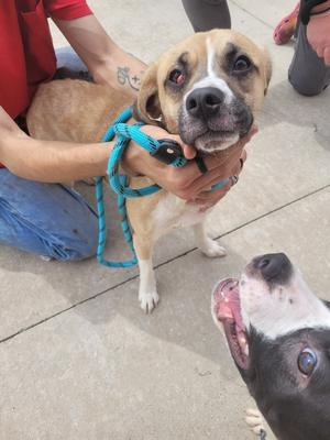 A tan and white dog with a blue leash is being held by a person, and another dog with black and white markings is in the foreground looking up.