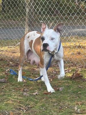 A white and brown dog with blue eyes, wearing a blue collar and leash, standing on grass in front of a chain-link fence.