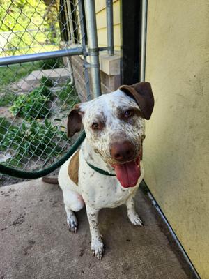 Elroy, Pit Bull Terrier, adult, available for adoption