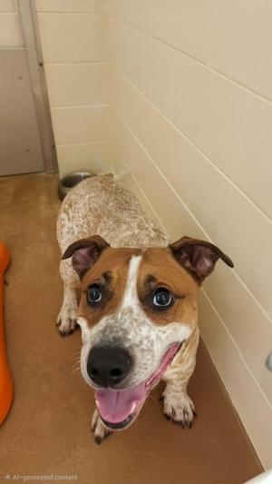 A brown and white dog with a black nose and blue eyes, standing in a kennel with a metal bowl in the background.