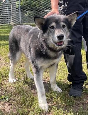 Zeus 2, Husky / German Shepherd Dog, senior, available for adoption