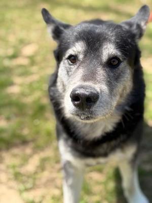 Zeus 2, Husky / German Shepherd Dog, senior, available for adoption