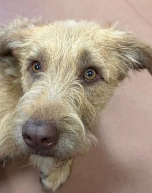 Close-up of a light brown, scruffy dog with expressive brown eyes and a wet nose, looking slightly upwards.