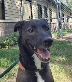 A black dog with a white chest and a green collar, smiling with its mouth open, standing in a grassy area with a chain-link fence and a building in the background.
