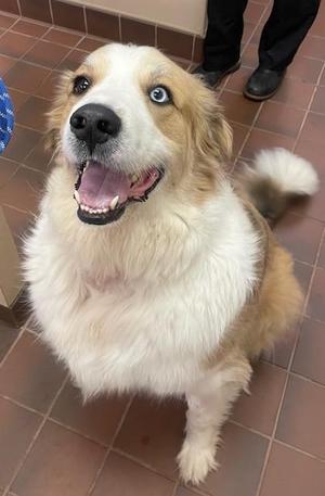 A fluffy dog with white and brown fur, blue eyes, and a happy expression, sitting on a tiled floor.
