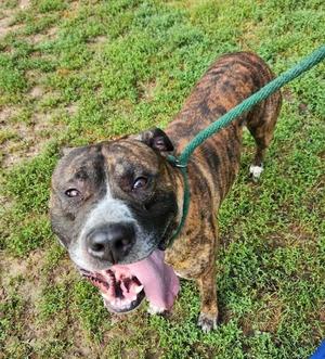 A brindle dog with a white muzzle and chest is standing on grass, looking up with its mouth open and tongue out. The dog is wearing a green leash.