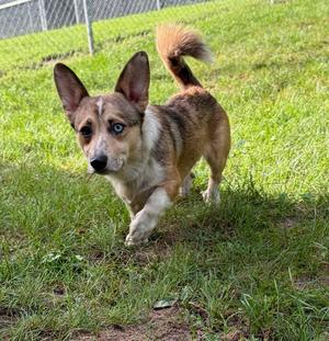 King Julius, Corgi / Australian Cattle Dog / Blue Heeler, adult, available for adoption