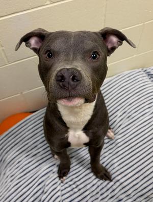 Blue, Pit Bull Terrier, adult, available for adoption