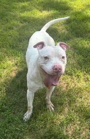 Gakkel, Pit Bull Terrier, adult, available for adoption
