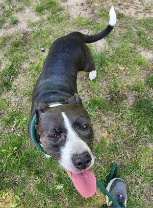 A black and white pit bull dog with its tongue hanging out, looking up at the camera, standing on grass.