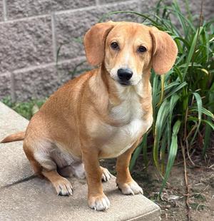 Curious George, Beagle, adult, available for adoption