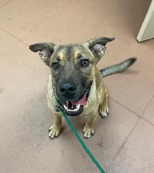 A tan and black dog with floppy ears sits on a tiled floor, looking up at the camera with its tongue slightly out.