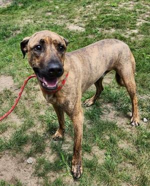 A brindle-colored dog with a red leash standing on grass.
