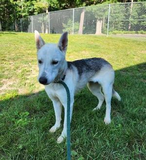 Fern, Husky / German Shepherd Dog, adult, available for adoption