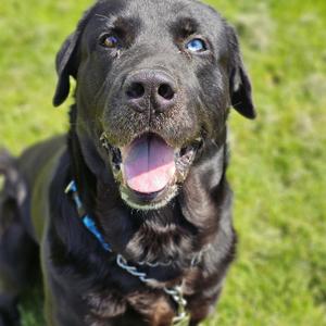 Ralph, Black Labrador Retriever, adult, available for adoption