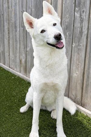 Millie, Husky, adult, available for adoption
