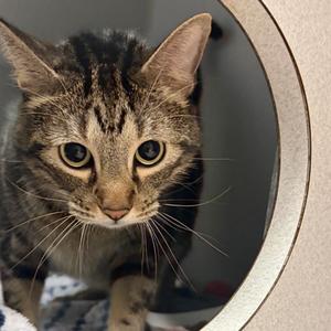 Joey, adult, available for adoption