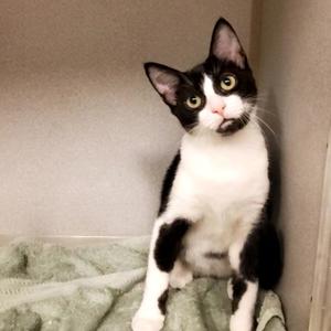 Prince, young, available for adoption