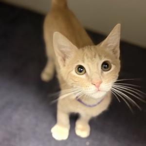 Dumpling, kitten, available for adoption