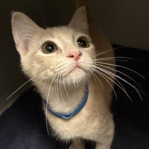 Meowart, kitten, available for adoption