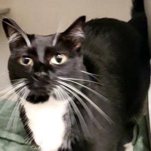Luisa, adult, available for adoption