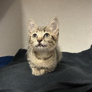 Harper, kitten, available for adoption