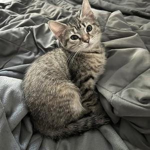 A tabby cat with gray and black stripes is lying on a gray blanket. The cat is looking directly at the camera with wide eyes.
