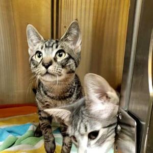 Boots, young, available for adoption