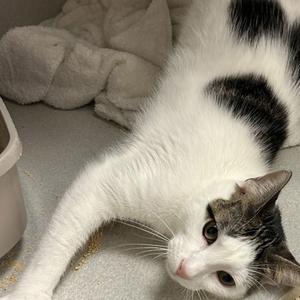 Patches, young, available for adoption
