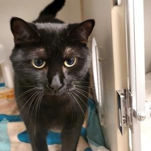 Winnie, adult, available for adoption