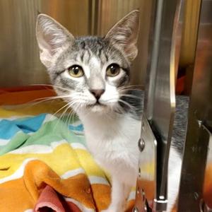 Arlington, young, available for adoption