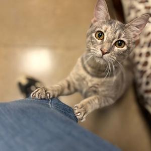 A gray tabby cat with large yellow eyes is reaching out with its front paws towards a person's leg, which is covered in blue jeans. The cat appears to be sitting on a soft surface with a patterned blanket in the background.