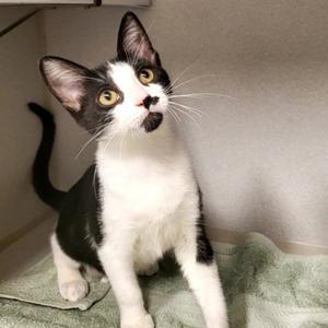 Presley, young, available for adoption
