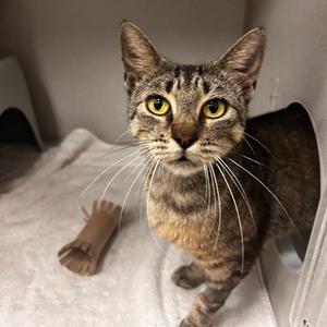 Willow, adult, available for adoption