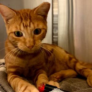 Tucson, young, available for adoption