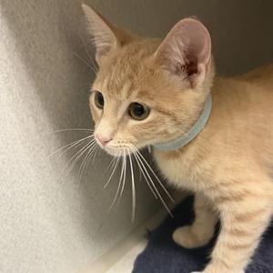Leo, kitten, available for adoption