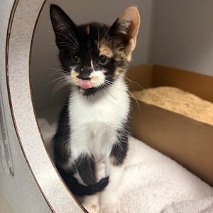 Peaches, kitten, available for adoption