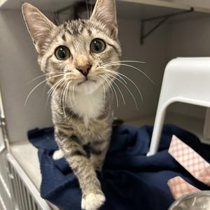 Stitch, kitten, available for adoption
