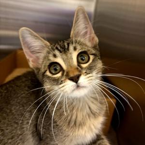 Chula, kitten, available for adoption