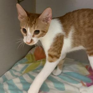 A brown and white cat standing on a colorful blanket