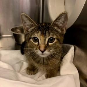 Bonita, kitten, available for adoption