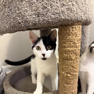CINDERPAW, kitten, available for adoption