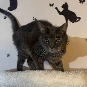 COCOA, senior, available for adoption