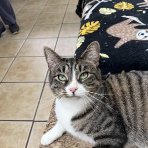ELIZABETH, young, available for adoption