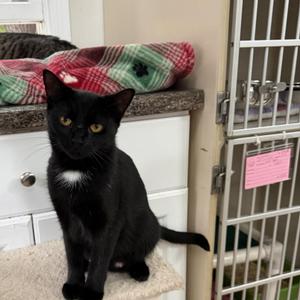 JASMINE, young, available for adoption