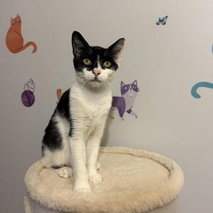 A black and white cat sitting on a cat tree with colorful cat stickers on the wall behind it.