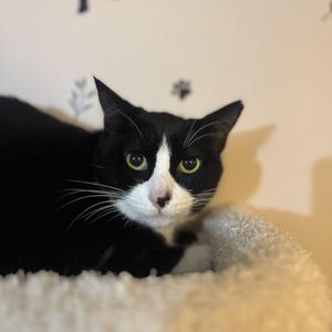 A black and white cat with green eyes is lying on a soft, light-colored surface, possibly a bed or cushion. The cat has a white face with a black patch over its right eye and ear, and its left eye is surrounded by black fur. The background is a plain wall with a few small, dark paw print decorations.