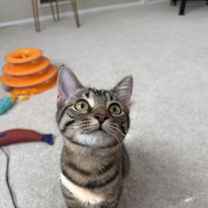MISO, kitten, available for adoption